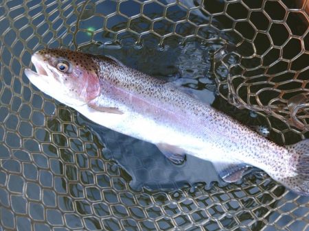 ボトム狙いで好調続く大安トラウトレイク